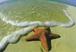 [Image: starfish11.jpg?w=150&h=104]
